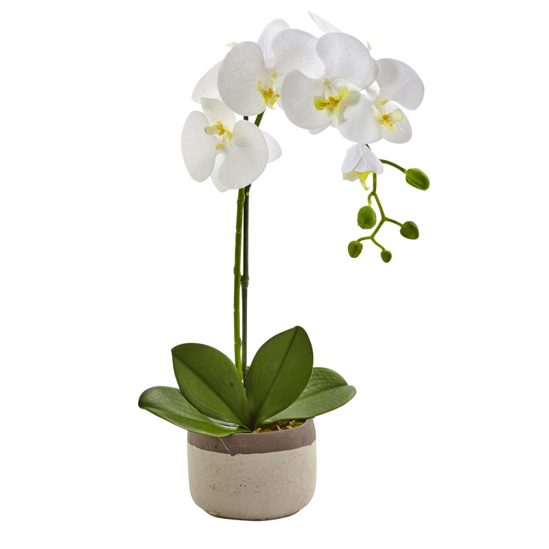 Nearly Natural Phalaenopsis Orchid Floral Arrangements in Pot & Reviews Wayfair
